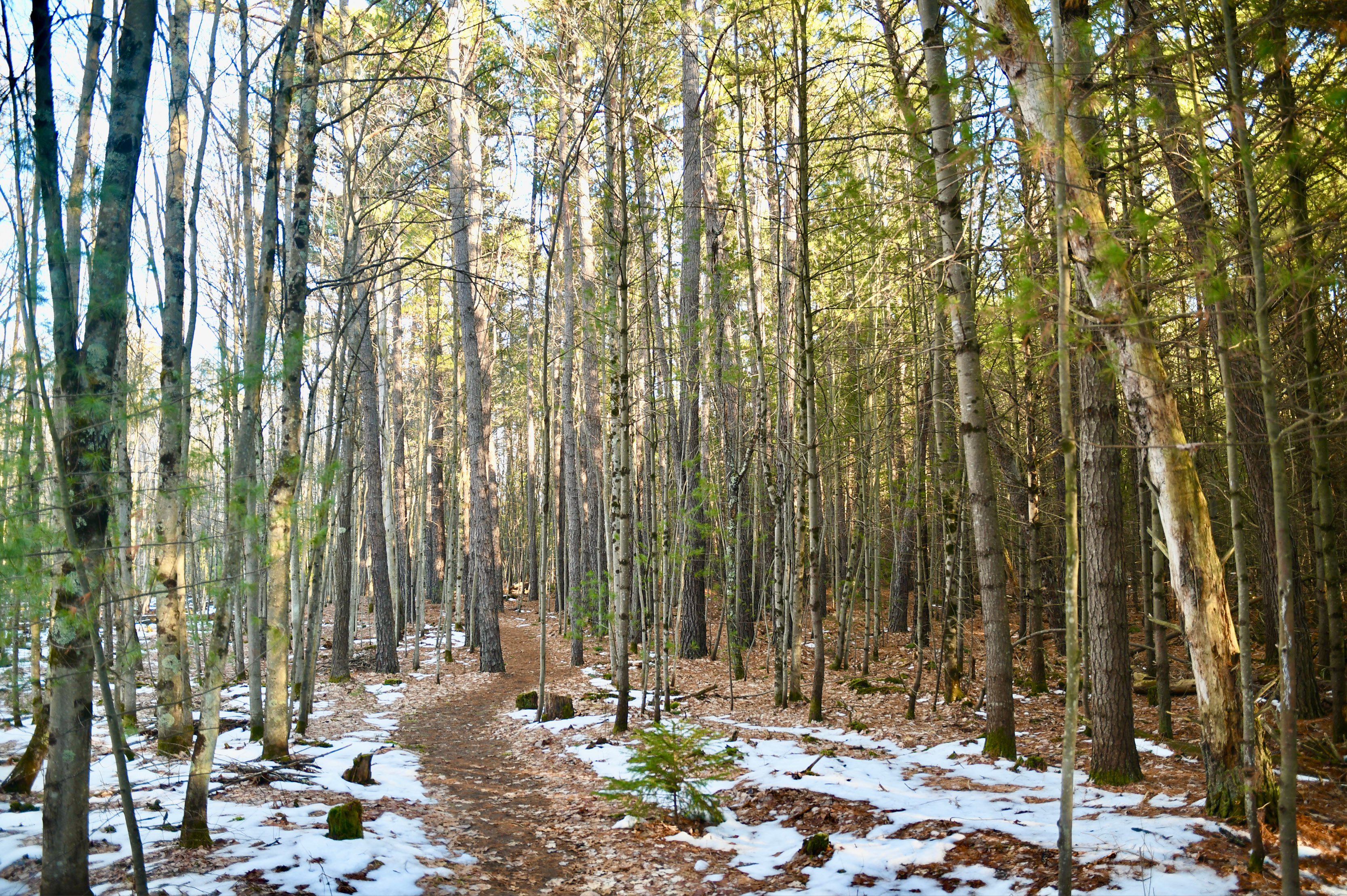 Wellston Arboretum Trail